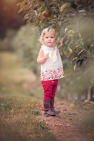 Apple picking Ellijay
